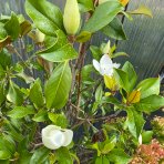 Magnólia veľkokvetá (Magnolia grandiflora) ´GALLISONIENSIS´ - výška 250-300 cm, kont. C180L (-17°C)